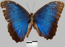 Imagem de <i>Morpho helenor peleides</i>