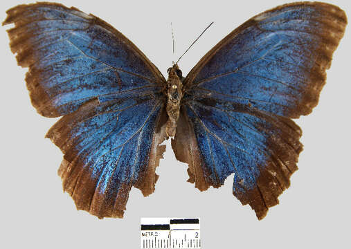 Imagem de <i>Morpho helenor peleides</i>