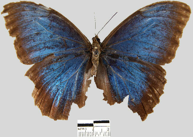 Imagem de <i>Morpho helenor peleides</i>