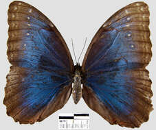 Imagem de <i>Morpho helenor peleides</i>