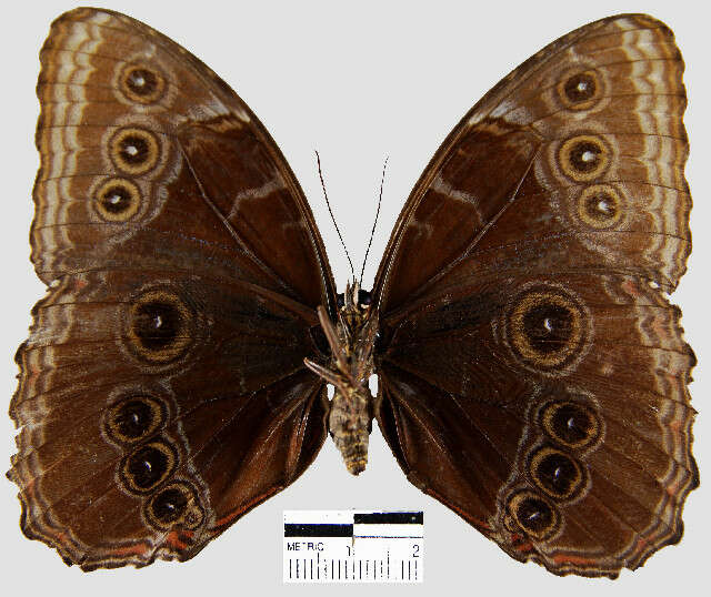 Imagem de <i>Morpho helenor peleides</i>