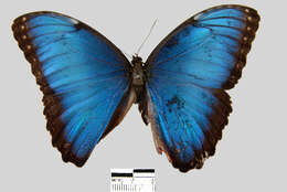 Imagem de <i>Morpho helenor peleides</i>