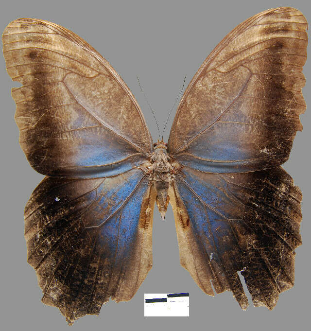 <i>Caligo brasiliensis sulanus</i>的圖片