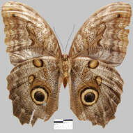 Imagem de <i>Caligo brasiliensis sulanus</i>