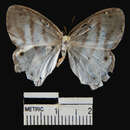 Imagem de <i>Euptychia mollis</i>