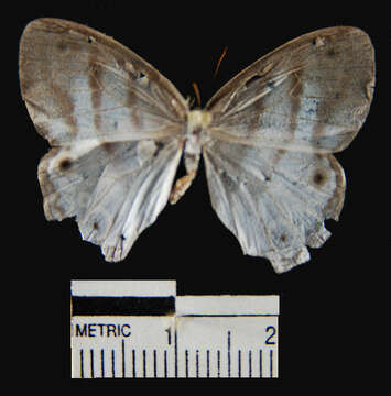 Imagem de <i>Euptychia mollis</i>