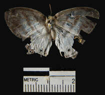 Image of Mollis Satyr (butterfly)