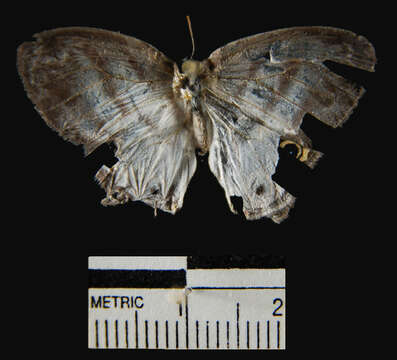 Imagem de <i>Euptychia mollis</i>