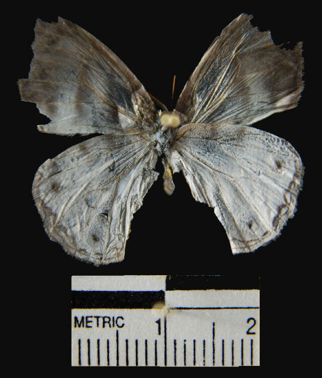 Image of Mollis Satyr (butterfly)