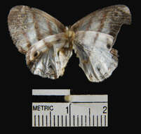 Image of Mollis Satyr (butterfly)