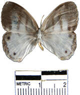 Imagem de <i>Euptychia mollis</i>