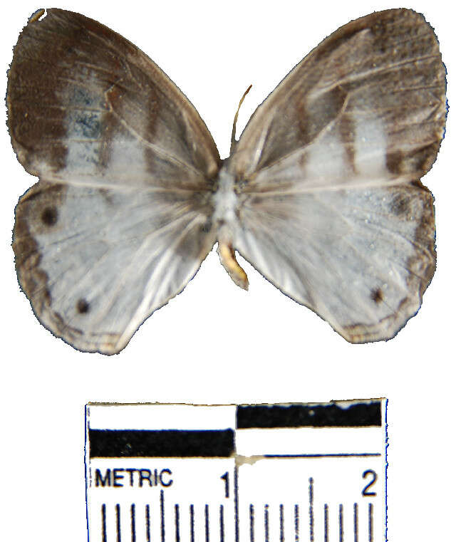 Image of Mollis Satyr (butterfly)