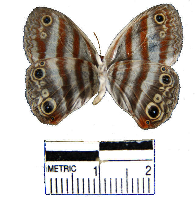 Image of Mollis Satyr (butterfly)