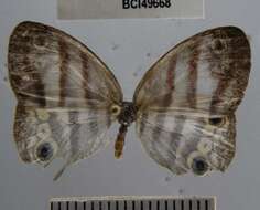 Imagem de <i>Euptychia mollis</i>