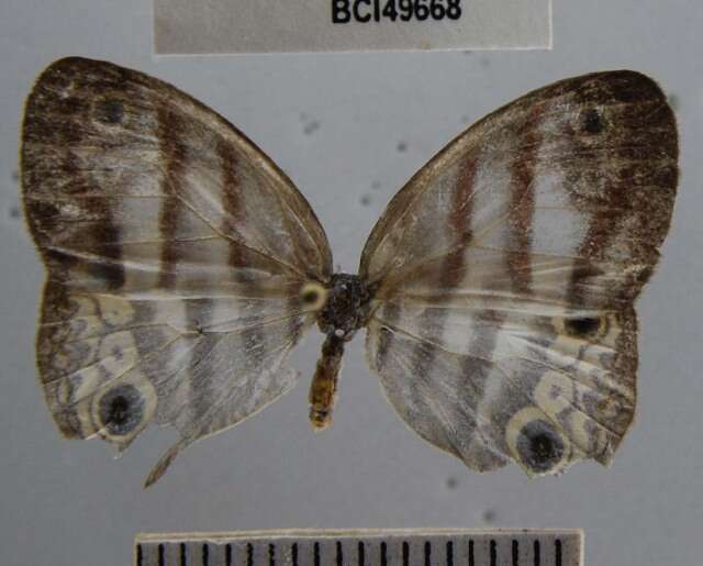 Image of Mollis Satyr (butterfly)