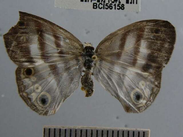 Imagem de <i>Euptychia mollis</i>