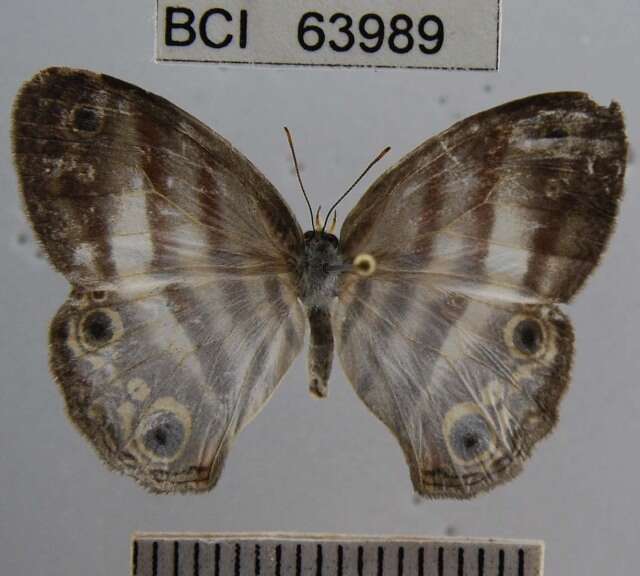 Image of Mollis Satyr (butterfly)