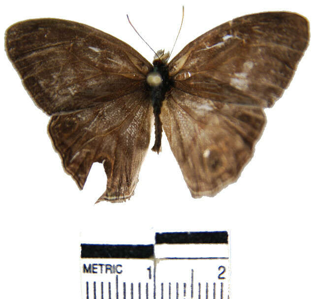 Image of <i>Magneuptychia agnata</i>