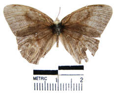 Image of <i>Magneuptychia agnata</i>