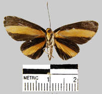 Image of <i>Mesenopsis melanochlora</i> Godman & Salvin 1878