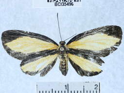 Image of <i>Mesenopsis melanochlora</i> Godman & Salvin 1878