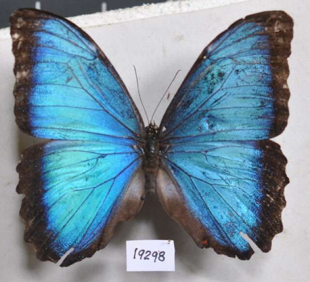 Plancia ëd Morpho helenor Cramer 1782