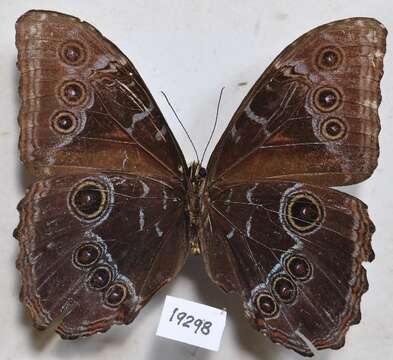 Plancia ëd Morpho helenor Cramer 1782