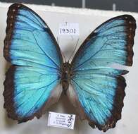 Plancia ëd Morpho helenor Cramer 1782