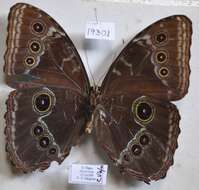 Plancia ëd Morpho helenor Cramer 1782