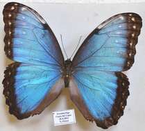 Plancia ëd Morpho helenor Cramer 1782