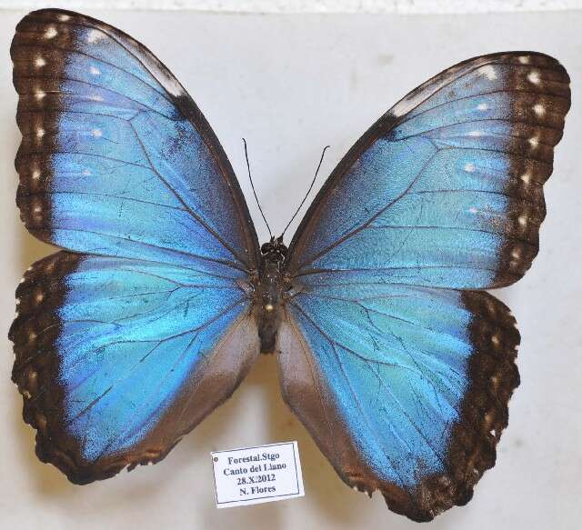 Plancia ëd Morpho helenor Cramer 1782