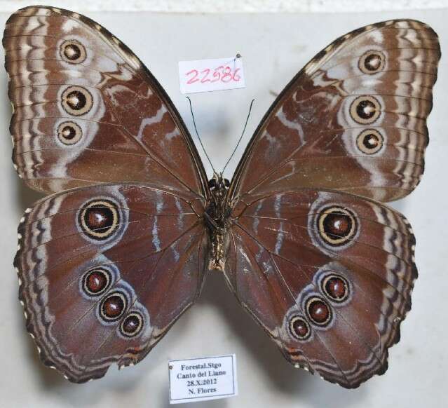 Plancia ëd Morpho helenor Cramer 1782