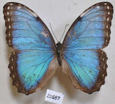 Plancia ëd Morpho helenor Cramer 1782