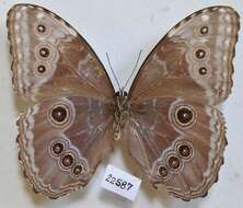 Plancia ëd Morpho helenor Cramer 1782