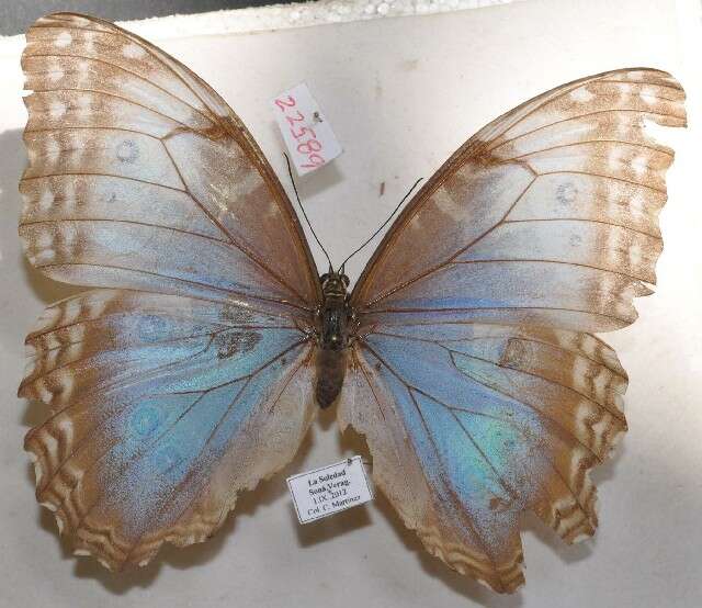 Imagem de Morpho helenor Cramer 1782