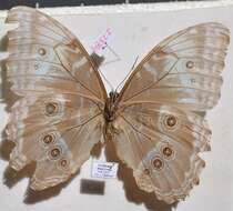 Imagem de Morpho helenor Cramer 1782