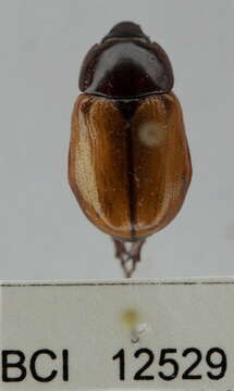 Image of Cyclocephala melanocephala (Fabricius 1775)