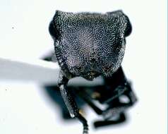 Cephalotes basalis (Smith 1876) resmi