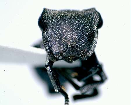 Cephalotes basalis (Smith 1876) resmi