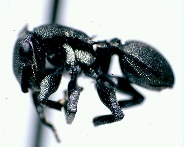 Cephalotes basalis (Smith 1876) resmi