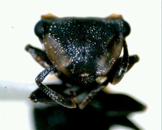 Cephalotes minutus (Fabricius 1804) resmi