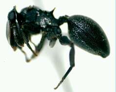 Cephalotes minutus (Fabricius 1804) resmi