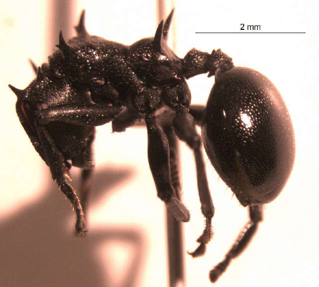 Cephalotes atratus (Linnaeus 1758) resmi