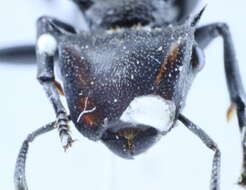 Cephalotes atratus (Linnaeus 1758) resmi