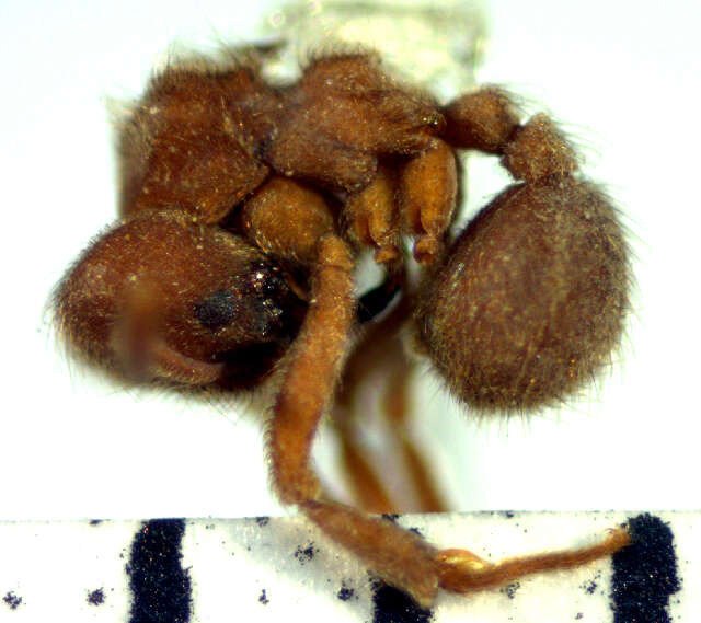 Image of Sericomyrmex