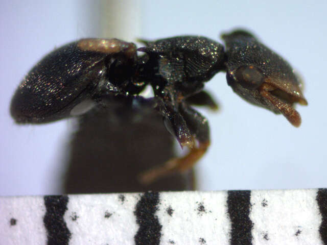 Cephalotes minutus (Fabricius 1804) resmi