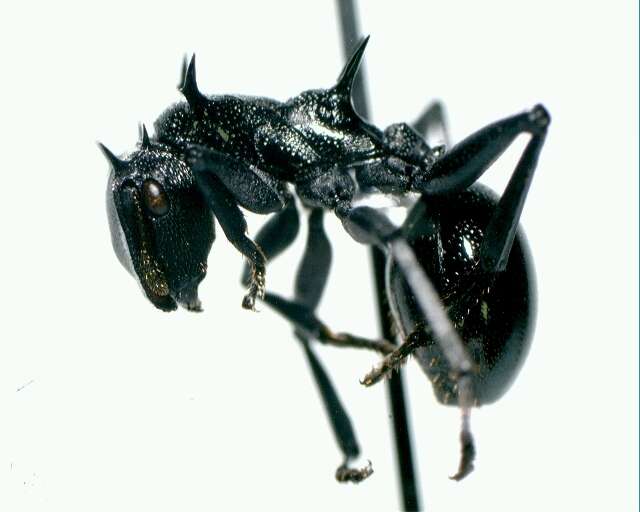 Cephalotes atratus (Linnaeus 1758) resmi