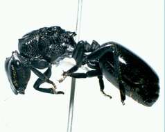 Cephalotes atratus (Linnaeus 1758) resmi