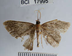 Plancia ëd Desmobathrinae_genus sp. 1YB