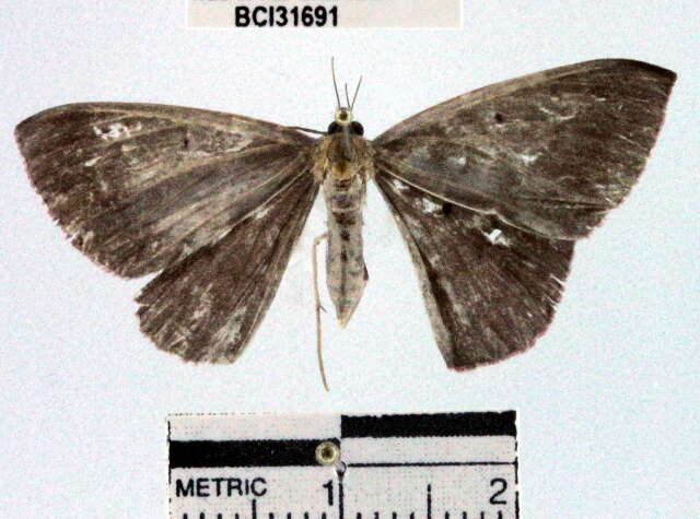 Plancia ëd Desmobathrinae_genus sp. 1YB